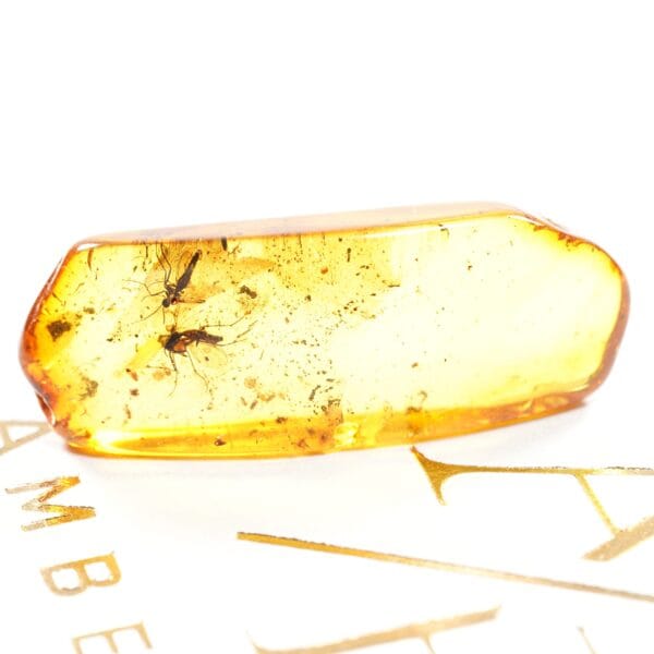 Uodo inkliuzas Baltijos gintare