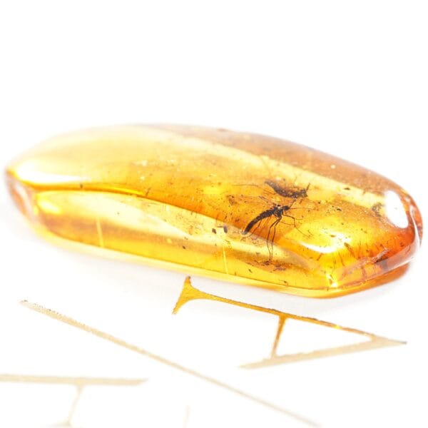 Uodo inkliuzas Baltijos gintare