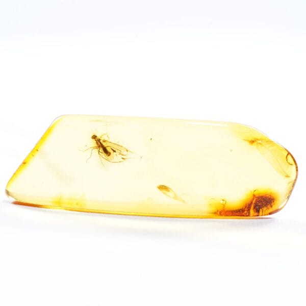 Fosilinis vabzdys gintare