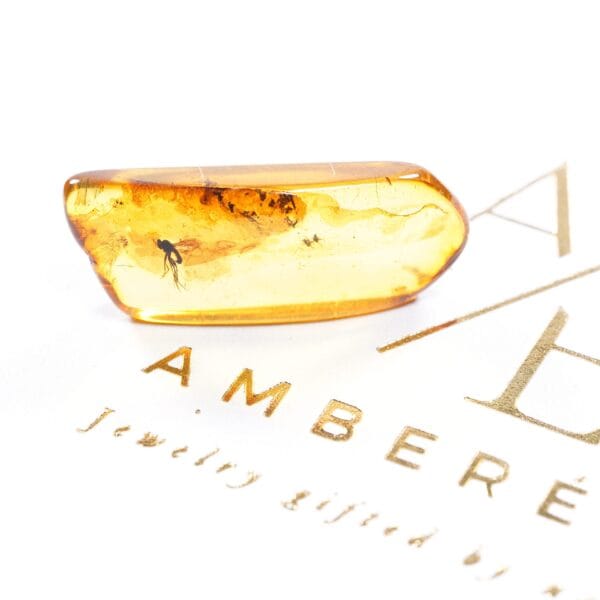 Gintaras su gamtos liudininku