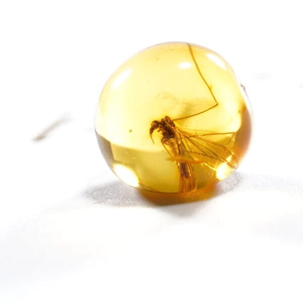 Uodas istrigęs gintaro gabalėlyje