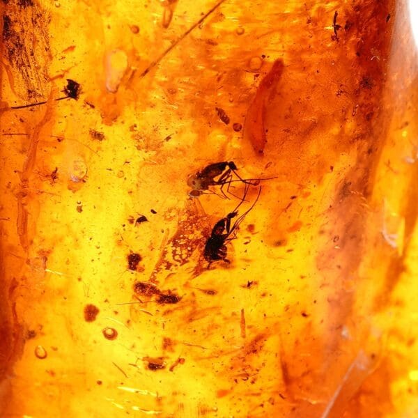 Natūralaus Baltijos gintaras su vabzdžiais