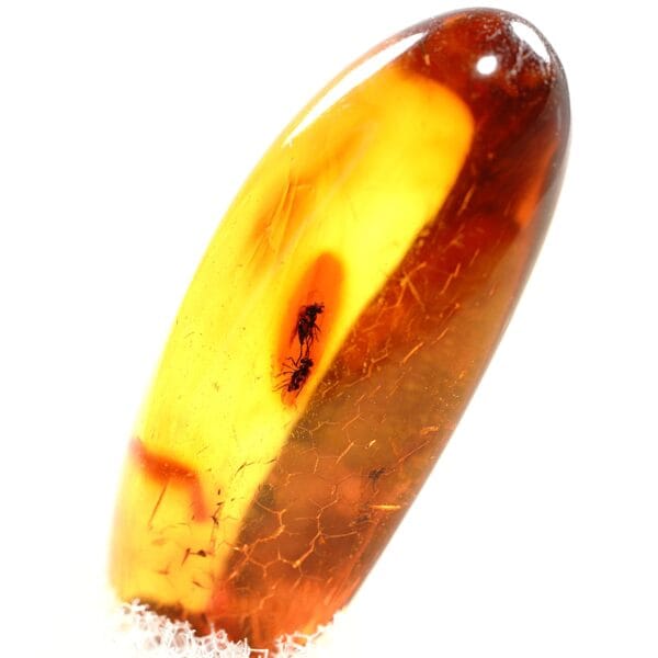 Natūralaus Baltijos gintaras su musėmis