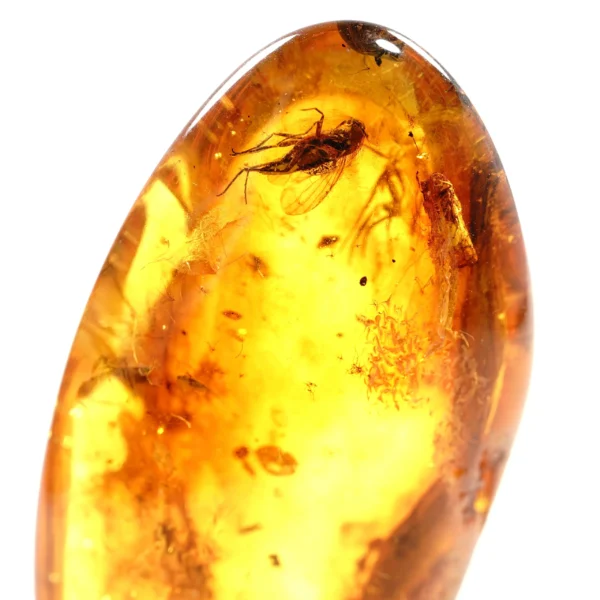 Natūralaus Baltijos gintaras su vabzdžiais