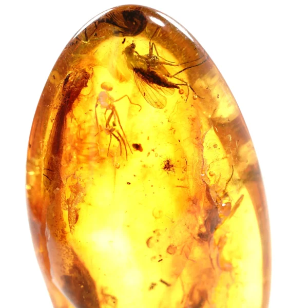 Natūralaus Baltijos gintaras su vabzdžiais