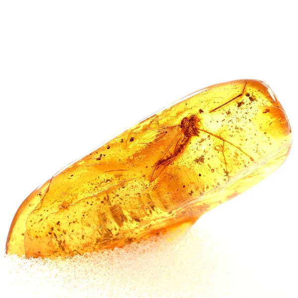 Natūralaus Baltijos gintaras su ilgakoju uodu