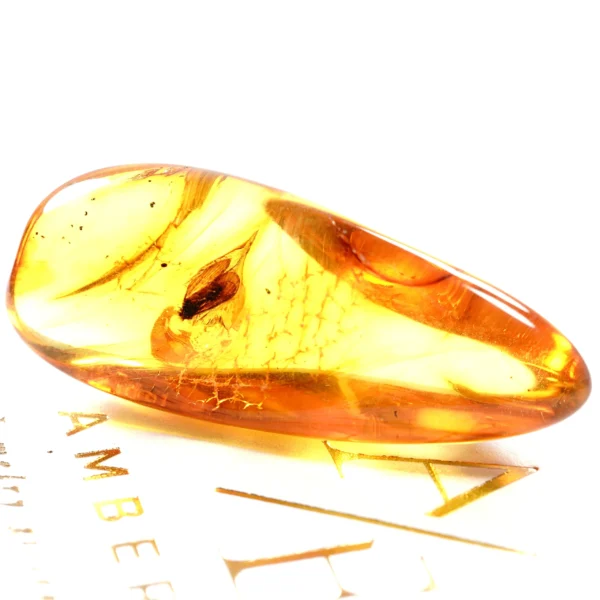 Natūralaus Baltijos gintaras su kandimi