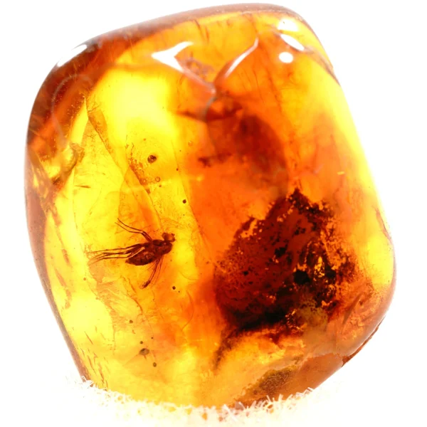 Natūralaus Baltijos gintaras su muse