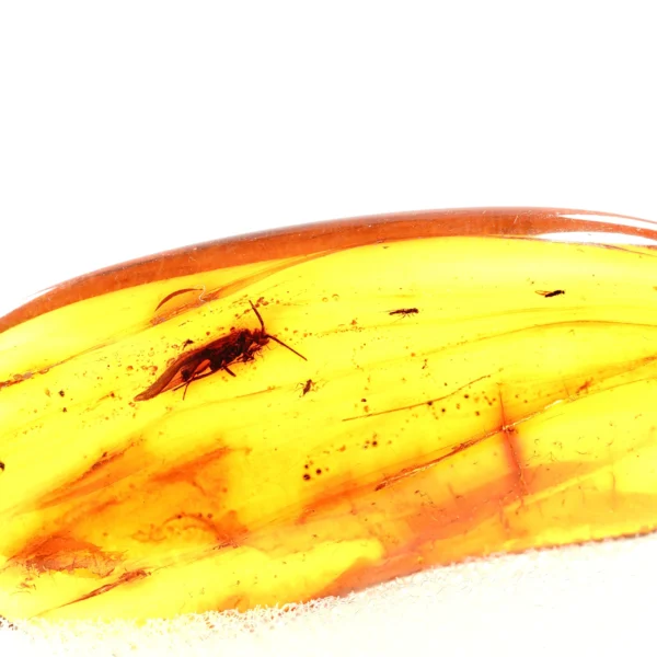 Natūralaus Baltijos gintaras su mašalu