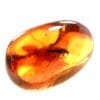 Natūralus Baltijos gintaras su inkliuzu