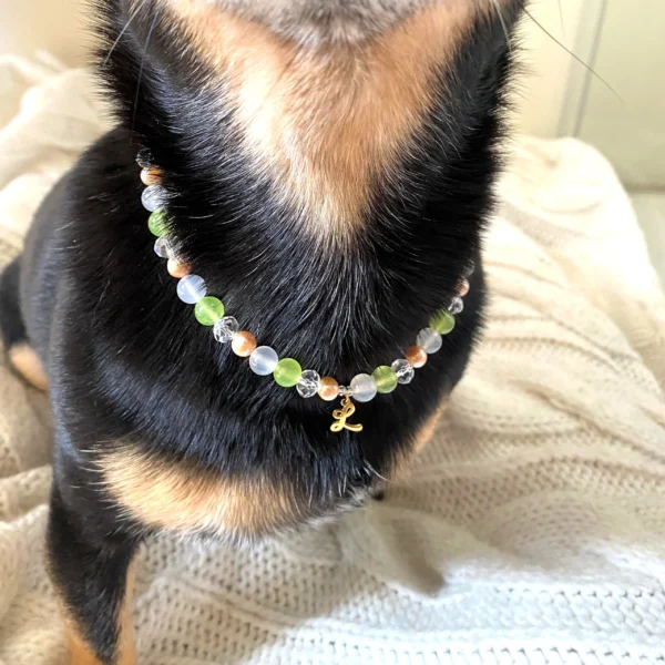 antkaklis šunims ir katėms