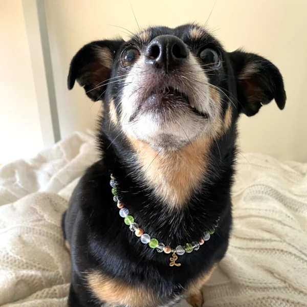 antkaklis šunims ir katėms