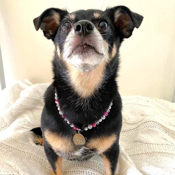 Natūralių perlų ir akmenų antkaklis šunims ir katėms