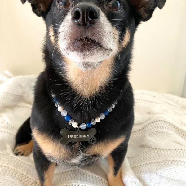 Natūralių perlų ir akmenų antkaklis šunims ir katėms