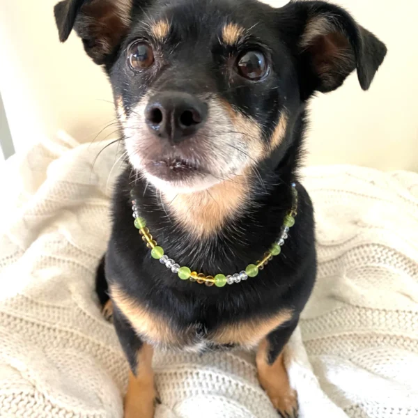 Natūralaus gintaro ir akmenų antkaklis šunims ir katėms