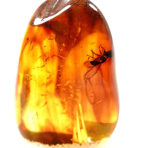 Natūralaus Baltijos gintaras su plėšriamuse