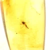 gintaro inkliuzas