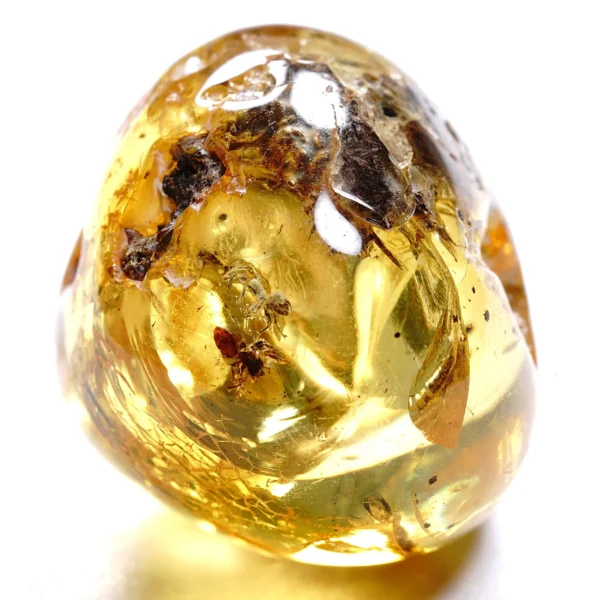 Natūralaus Baltijos gintaras su skruzdėlėmis