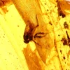 gintaro inkliuzas
