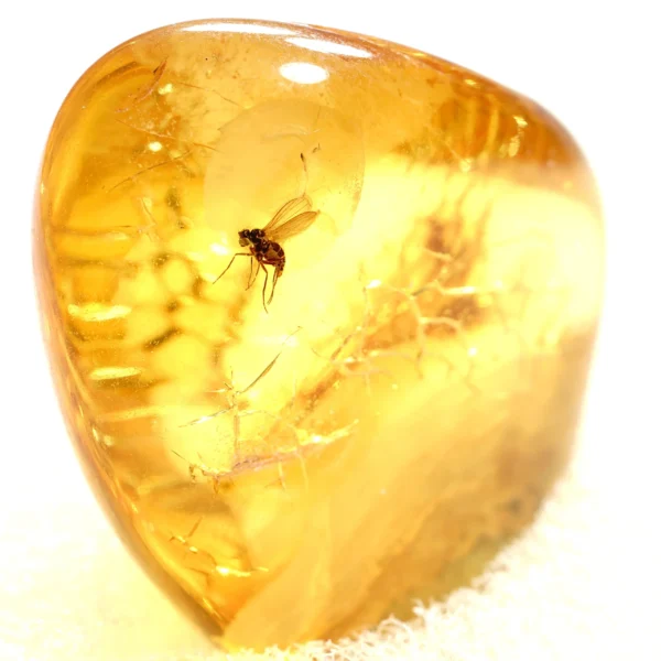 Natūralaus Baltijos gintaras su muse