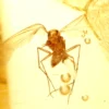 gintaro inkliuzas