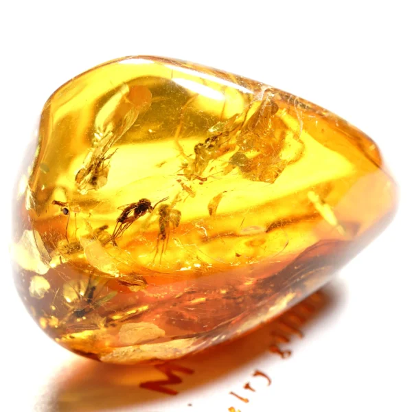 Natūralaus Baltijos gintaras su uodų būriu