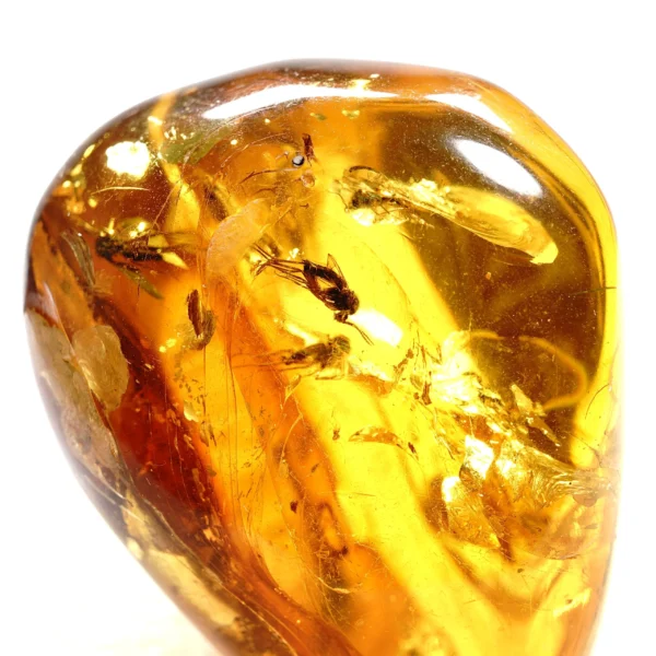 Natūralaus Baltijos gintaras su uodų būriu