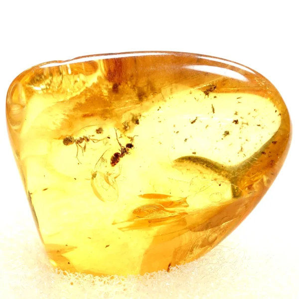 Natūralaus Baltijos gintaras su skruzdėlėmis