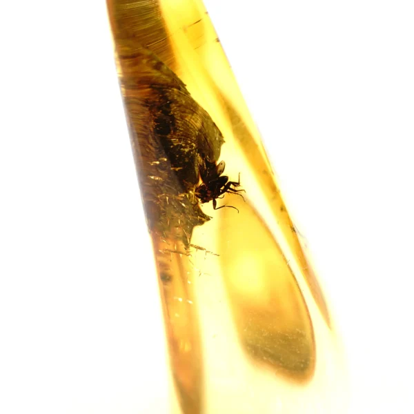 Alternative view of Inkliuzas "Užrakintas laike" -153-