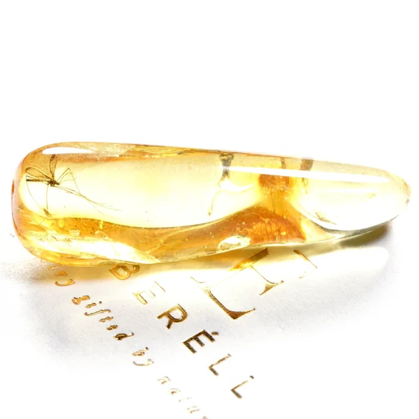 Natūralaus Baltijos gintaras su ilgakoju uodu