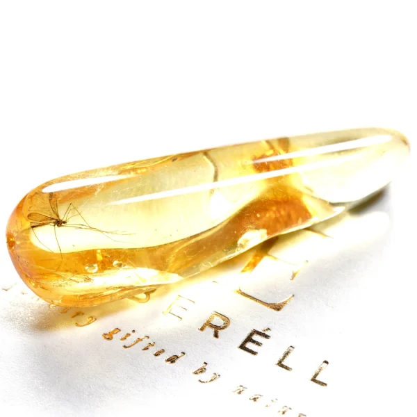 Natūralaus Baltijos gintaras su ilgakoju uodu