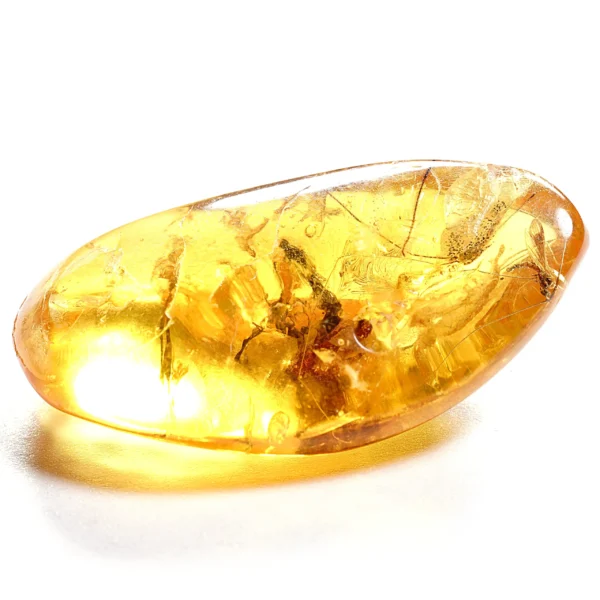 Natūralaus Baltijos gintaras su ilgakoju uodu