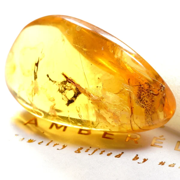 Natūralaus Baltijos gintaras su ilgakoju uodu