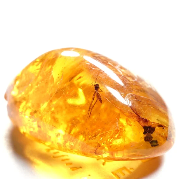 Natūralaus Baltijos gintaras su uodu