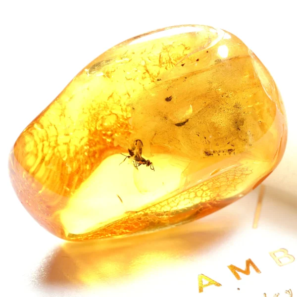 Natūralaus Baltijos gintaras su skraidančia skruzdėle