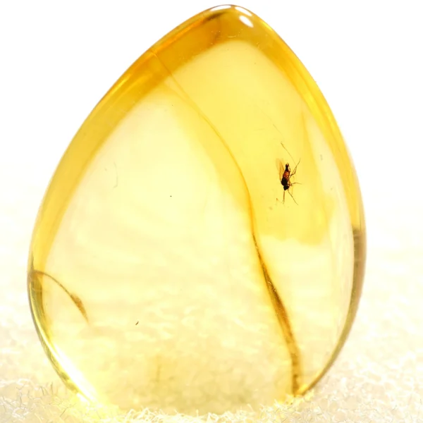 Natūralaus Baltijos gintaras su uodu