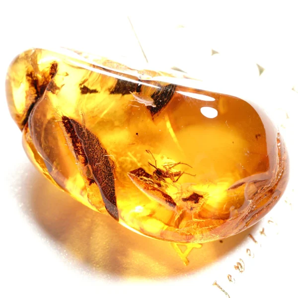 Natūralaus Baltijos gintaras su vabzdžiu