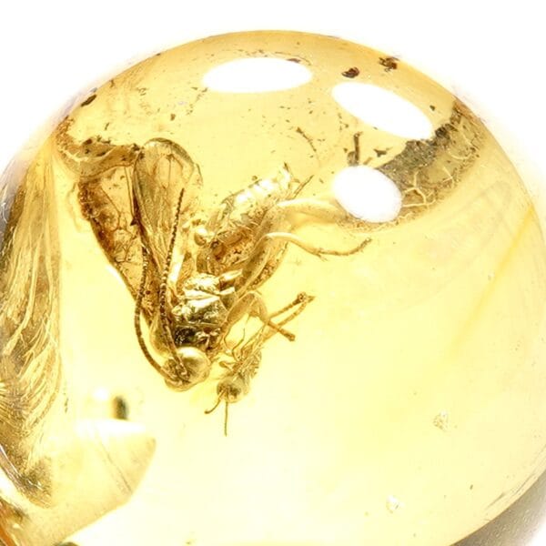 Natūralaus Baltijos gintaro auskarai su inkliuzu