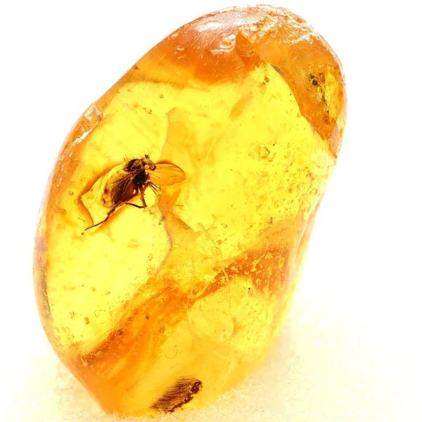 Natūralaus Baltijos gintaras su muse