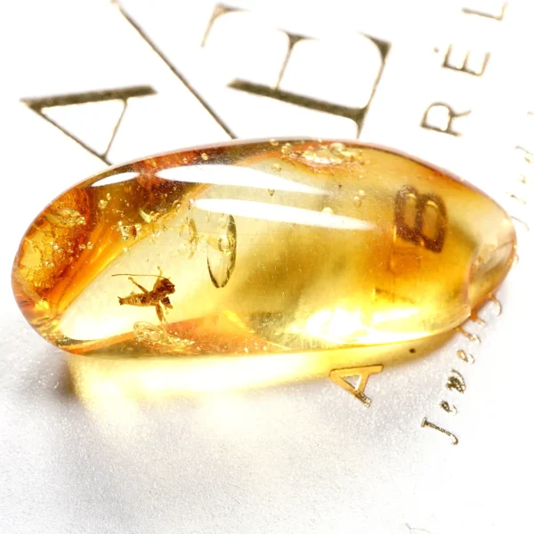 Natūralaus Baltijos gintaras su cikada