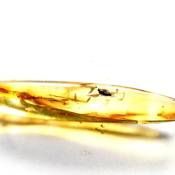 Natūralaus Baltijos gintaras su muse