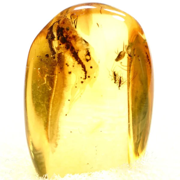 Natūralaus Baltijos gintaras su uodais