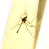 gintaro inkliuzas
