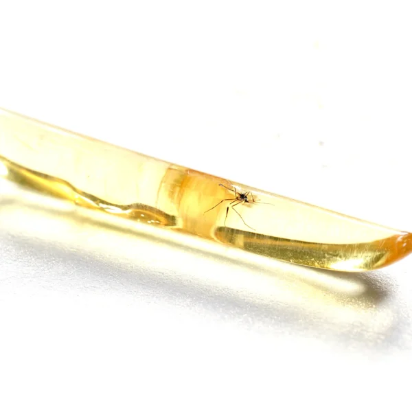 Natūralaus Baltijos gintaras su uodu