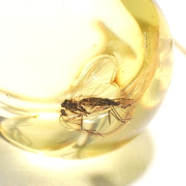 Auskarai iš natūralaus Baltijos gintaro su inkliuzu