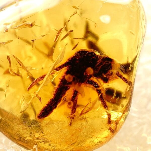 Gintaras Su Uodu