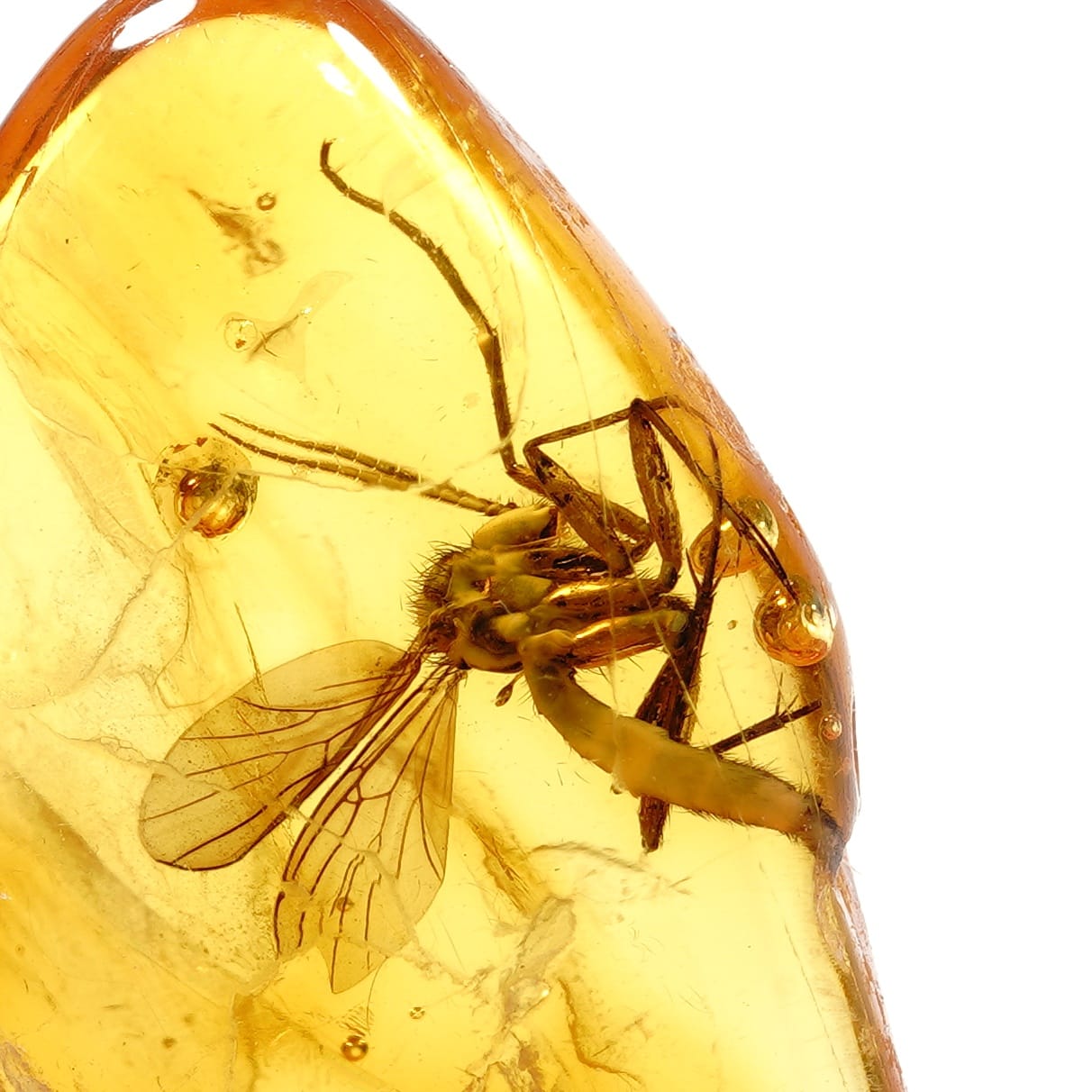 Gintaro inkliuzas
