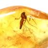 Gintaro inkliuzas